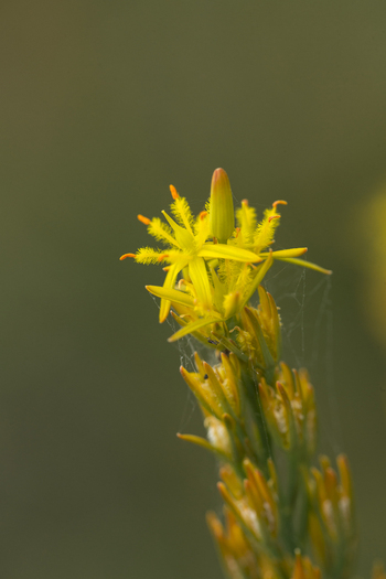 View of a yellow Bog Asphodel flower with delicate spiderwebs on its stem in Scotland United Kingdom. View of a yellow Bog Asphodel flower with delicate spiderwebs on its stem in Scotland United Kingdom.