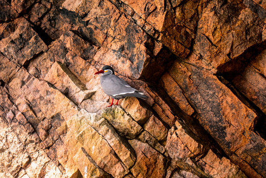 View of an Inca tern perched on the rugged textured rock face of the Islas Ballestas in Paracas Ica Peru.