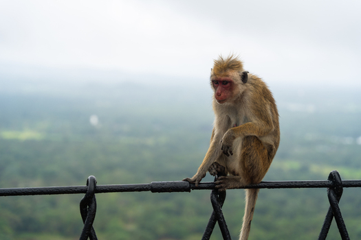 View of a toque macaque monkey sitting on a black metal fence overlooking a lush misty valley in Sigiriya Central Province Sri Lanka. View of a toque macaque monkey sitting on a black metal fence overlooking a lush misty valley in Sigiriya Central Province Sri Lanka.