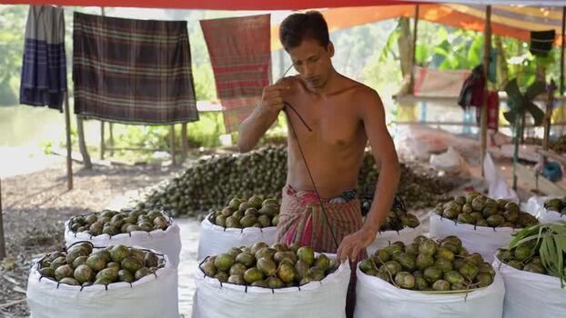 View of a man packing hog plums into sacks in Jhalakathi Bangladesh. View of a man packing hog plums into sacks in Jhalakathi Bangladesh.