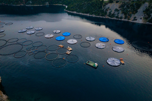 Aerial view of a fish farm with circular floating cages and blue covers in the calm waters of the bay in Epidavros Greece.