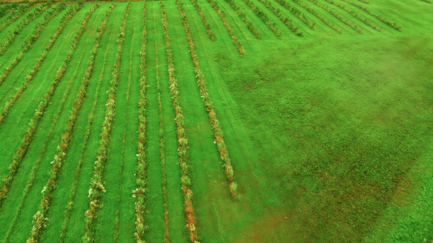 Aerial view of a lush green agricultural field with neat rows of young trees or shrubs planted across the landscape in Latvija. Aerial view of a lush green agricultural field with neat rows of young trees or shrubs planted across the landscape in Latvija.