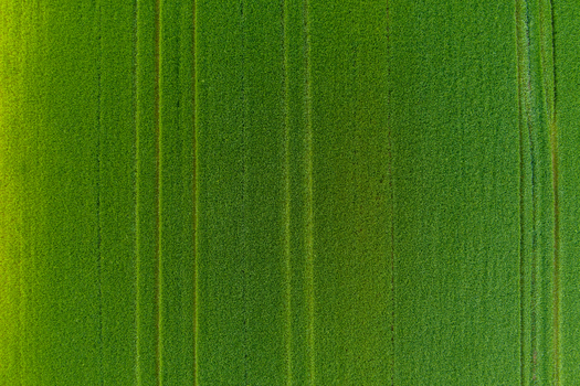 Aerial view of a vibrant green agricultural field with parallel tractor tracks running through the crops in Bulgaria. Aerial view of a vibrant green agricultural field with parallel tractor tracks running through the crops in Bulgaria.
