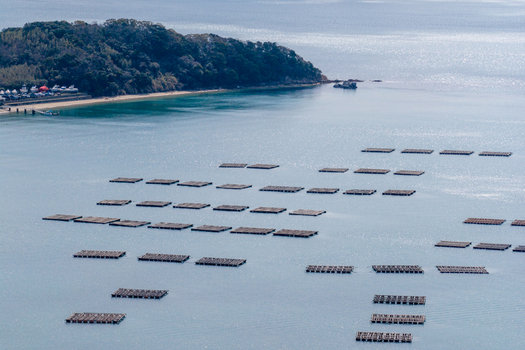 Aerial view of oyster farming rafts floating on the calm blue sea near the forested Itoshima Peninsula Itoshima Fukuoka Japan. Aerial view of oyster farming rafts floating on the calm blue sea near the forested Itoshima Peninsula Itoshima Fukuoka Japan.