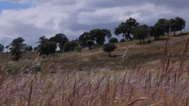 View of tall dry grass on a rolling hill in Portugal.