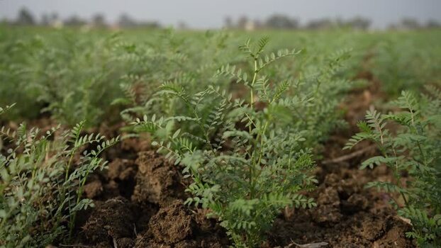 View of green chickpea plants growing in a rural field in India. View of green chickpea plants growing in a rural field in India.