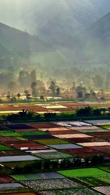 Aerial view of agricultural fields in Bali Indonesia.