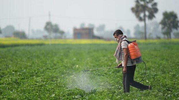 View of a farmer spraying pesticides in a green field India. View of a farmer spraying pesticides in a green field India.