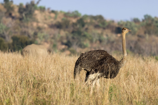 View of an ostrich standing in tall dry grass with a rhinoceros in the background under a clear sky in Waterberg District Municipality Limpopo South Africa. View of an ostrich standing in tall dry grass with a rhinoceros in the background under a clear sky in Waterberg District Municipality Limpopo South Africa.