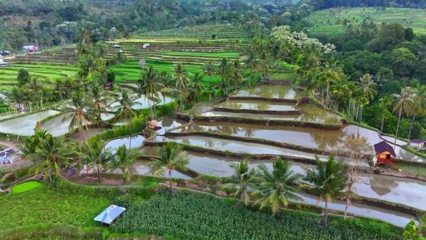 Aerial view of Senaru Rice Fields Indonesia. Aerial view of Senaru Rice Fields Indonesia.