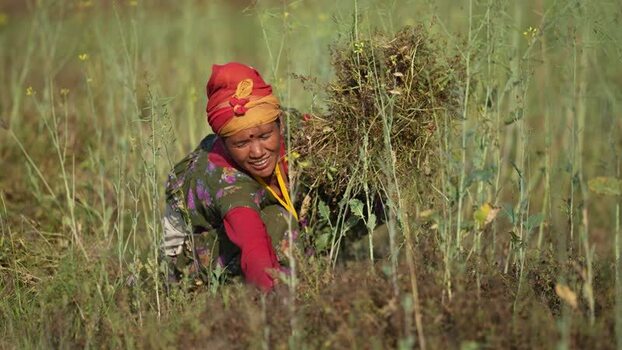 View of a woman harvesting crops in a rural field Nepal.