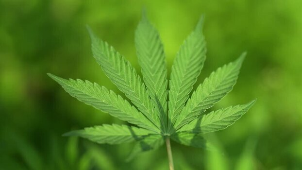 View of a green cannabis leaf in a natural setting Nepal.