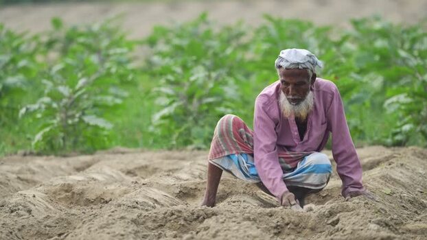 View of an elderly farmer working in a field in Bogura Bangladesh.