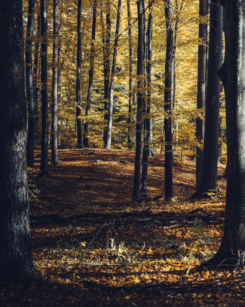 View of a serene beech forest during autumn with golden foliage covering the ground and tall tree trunks under soft light in Krakow Lesser Poland Voivode Poland. View of a serene beech forest during autumn with golden foliage covering the ground and tall tree trunks under soft light in Krakow Lesser Poland Voivode Poland.