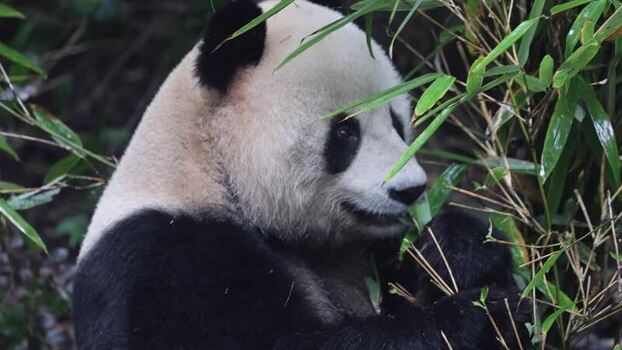 View of giant panda eating bamboo in Chengdu China. View of giant panda eating bamboo in Chengdu China.