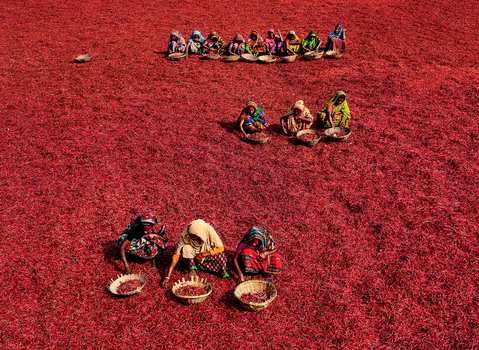 Bogura Bangladesh 12 February 2017 View of women in colorful saris sorting red chili peppers spread across a vast field for drying under the sun. Bogura Bangladesh 12 February 2017 View of women in colorful saris sorting red chili peppers spread across a vast field for drying under the sun.