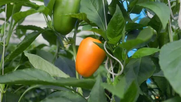 View of bell peppers growing on a plant in Mexico.