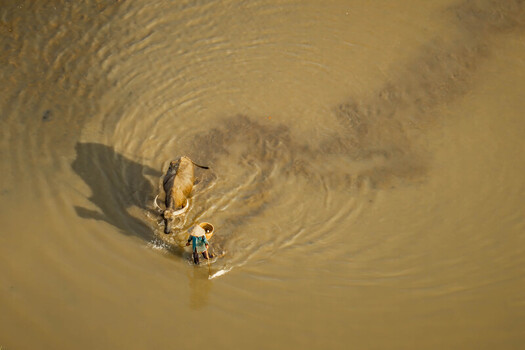 Aerial view of a person wearing a traditional conical hat walking alongside a water buffalo in the shallow murky waters of Lak Lake in Lien Son Lak Dak Lak Vietnam. Aerial view of a person wearing a traditional conical hat walking alongside a water buffalo in the shallow murky waters of Lak Lake in Lien Son Lak Dak Lak Vietnam.