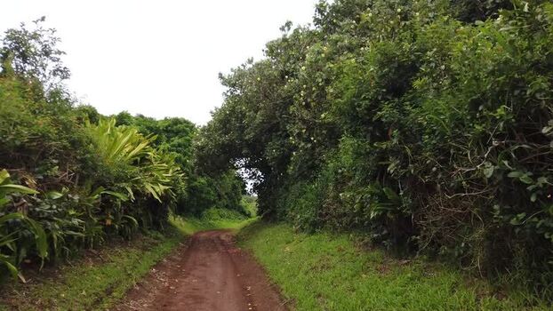 View of a lush green path Pitcairn Islands.