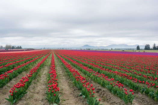 View of rows of vibrant red tulips stretching across a field under an overcast sky with distant mountains in La Conner Washington United States.