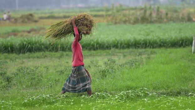 View of a farmer carrying harvested crops in a field Bangladesh. View of a farmer carrying harvested crops in a field Bangladesh.