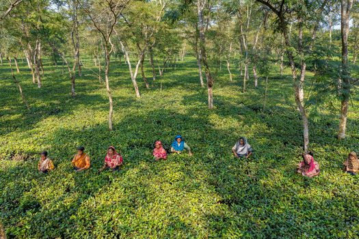 Panchagarh Bangladesh 23 November 2019 Aerial view of women workers picking tea leaves in a lush green tea garden with tall shade trees in Panchagarh Bangladesh. Panchagarh Bangladesh 23 November 2019 Aerial view of women workers picking tea leaves in a lush green tea garden with tall shade trees in Panchagarh Bangladesh.