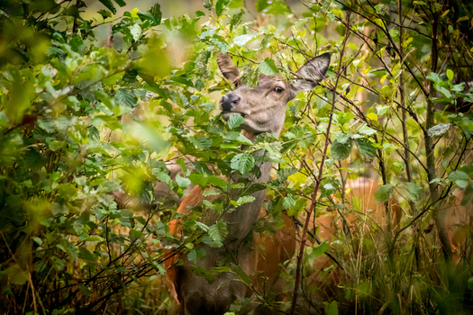 View of a red deer grazing on green leaves in a dense forest setting in Debrzno Pomeranian Voivodeship Poland. View of a red deer grazing on green leaves in a dense forest setting in Debrzno Pomeranian Voivodeship Poland.