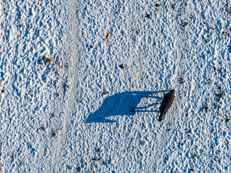Aerial view of a horse walking across a snow covered field with a long shadow and textured footprints in Lithuania.