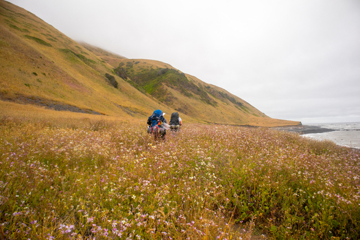 View of hikers with backpacks walking through a field of wildflowers along the Lost Coast with steep hills and the ocean in Humboldt County California United States.
