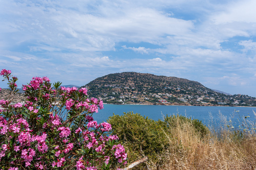 View of pink oleander flowers in the foreground overlooking the blue sea and a residential hill under a cloudy sky in Saronida Attica Greece.