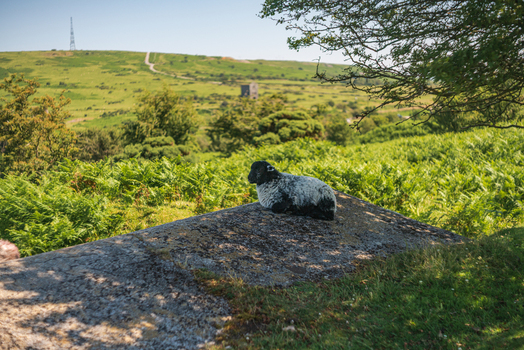 View of a sheep resting on a large granite rock in the grassy landscape of Bodmin Moor with the Cheesewring landmark in the distance in Minions Cornwall United Kingdom. View of a sheep resting on a large granite rock in the grassy landscape of Bodmin Moor with the Cheesewring landmark in the distance in Minions Cornwall United Kingdom.