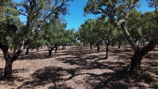 Aerial view of cork oak forest in Nossa Senhora de Guadalupe Portugal. Aerial view of cork oak forest in Nossa Senhora de Guadalupe Portugal.