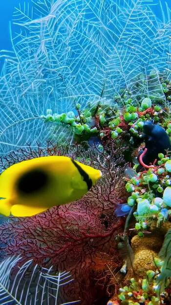 View of a yellow butterflyfish near coral reefs in Bali Indonesia. View of a yellow butterflyfish near coral reefs in Bali Indonesia.