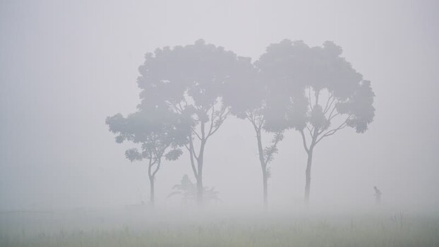 View of trees in thick fog with a person walking Bangladesh.