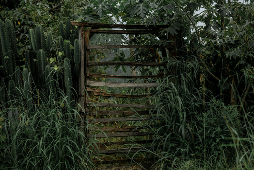 View of a rustic wooden gate framed by lush green vegetation tall grasses and cacti in a garden setting in Jos North Plateau Nigeria. View of a rustic wooden gate framed by lush green vegetation tall grasses and cacti in a garden setting in Jos North Plateau Nigeria.