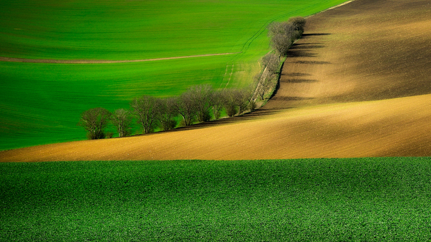 View of the rolling agricultural landscape of Moravia with vibrant green and brown fields separated by a line of trees in Brno City District South Moravian Region Czechia.