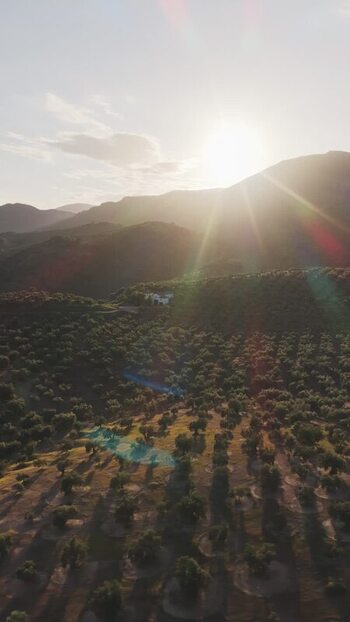 Aerial view of olive groves on a hillside at sunset Spain.