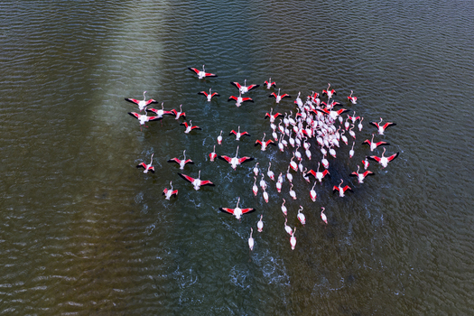 Aerial view of a flamboyance of flamingos with their brilliant pink plumage contrasting against the dark blue waters of San Pedro del Pinatar San Pedro del Pinatar Region of Murcia Spain. Aerial view of a flamboyance of flamingos with their brilliant pink plumage contrasting against the dark blue waters of San Pedro del Pinatar San Pedro del Pinatar Region of Murcia Spain.