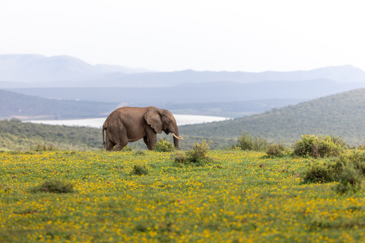 View of an African elephant walking through a field of yellow wildflowers with rolling hills and a lake in the background Kruger Park Mpumalanga South Africa. View of an African elephant walking through a field of yellow wildflowers with rolling hills and a lake in the background Kruger Park Mpumalanga South Africa.