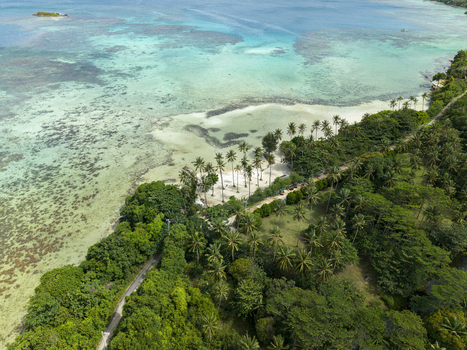 Aerial view of the vibrant turquoise sea meeting the lush green shoreline near Bobby Beach Karimunjawa Central Java Indonesia.