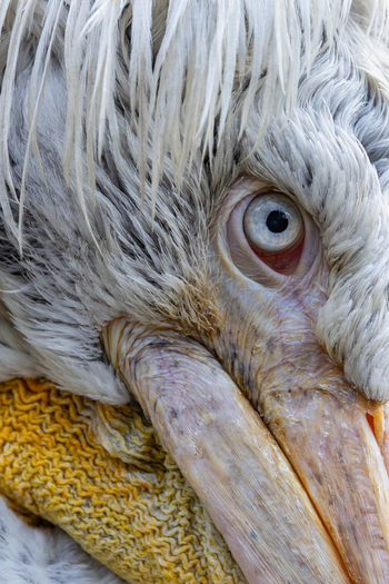 View of an extreme close up of a pelican s head focusing on its blue eye and white feathers in Mulhouse Grand Est France.