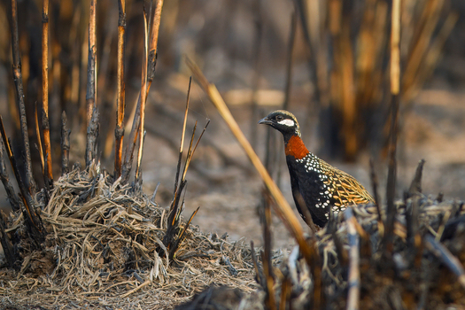 View of a black francolin standing among charred stalks and burnt vegetation in a dry field in Gujarat India. View of a black francolin standing among charred stalks and burnt vegetation in a dry field in Gujarat India.