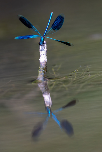 View of a blue damselfly perched on a stick with a clear reflection on the water surface in Wittenheim Grand Est France. View of a blue damselfly perched on a stick with a clear reflection on the water surface in Wittenheim Grand Est France.