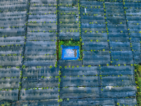 Aerial view of Goalpara Tea Park featuring rows of tea plants protected by black shade netting and a central blue water reservoir in Kecamatan Sukaraja Jawa Barat Indonesia. Aerial view of Goalpara Tea Park featuring rows of tea plants protected by black shade netting and a central blue water reservoir in Kecamatan Sukaraja Jawa Barat Indonesia.