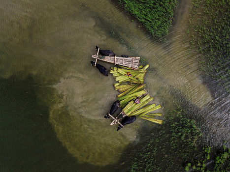 Aerial view of water buffalo pulling a raft loaded with harvested jute stalks through shallow flooded fields with two farmers working in Kushtia Khulna Division Bangladesh. Aerial view of water buffalo pulling a raft loaded with harvested jute stalks through shallow flooded fields with two farmers working in Kushtia Khulna Division Bangladesh.