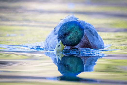 View of a mallard duck swimming in the calm water with its reflection visible in the soft pre dawn light Lake Waikaremoana New Zealand.
