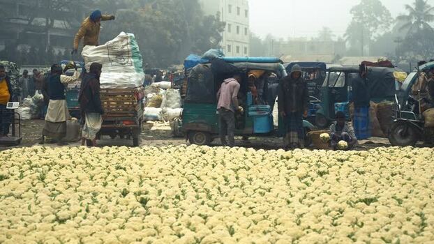 View of a busy cauliflower market with workers in Bogura Bangladesh. View of a busy cauliflower market with workers in Bogura Bangladesh.