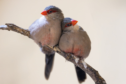 View of two red browed finches perched closely together on a thin wooden branch against a soft neutral background in Mulhouse Grand Est France.