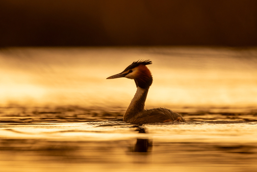 View of a Great Crested Grebe swimming on a calm lake during a golden sunset in Selestat Grand Est France.