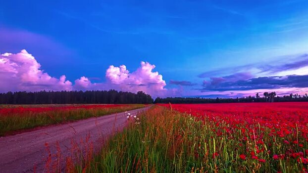 View of a red poppy field along a dirt road in Latvia.